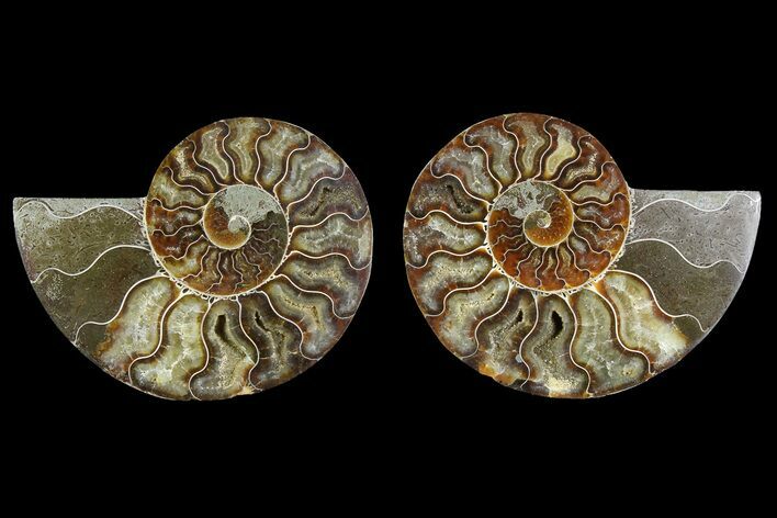Cut & Polished, Agatized Ammonite Fossil - Madagascar #183216